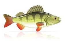 plodovi mora za pankreatitis